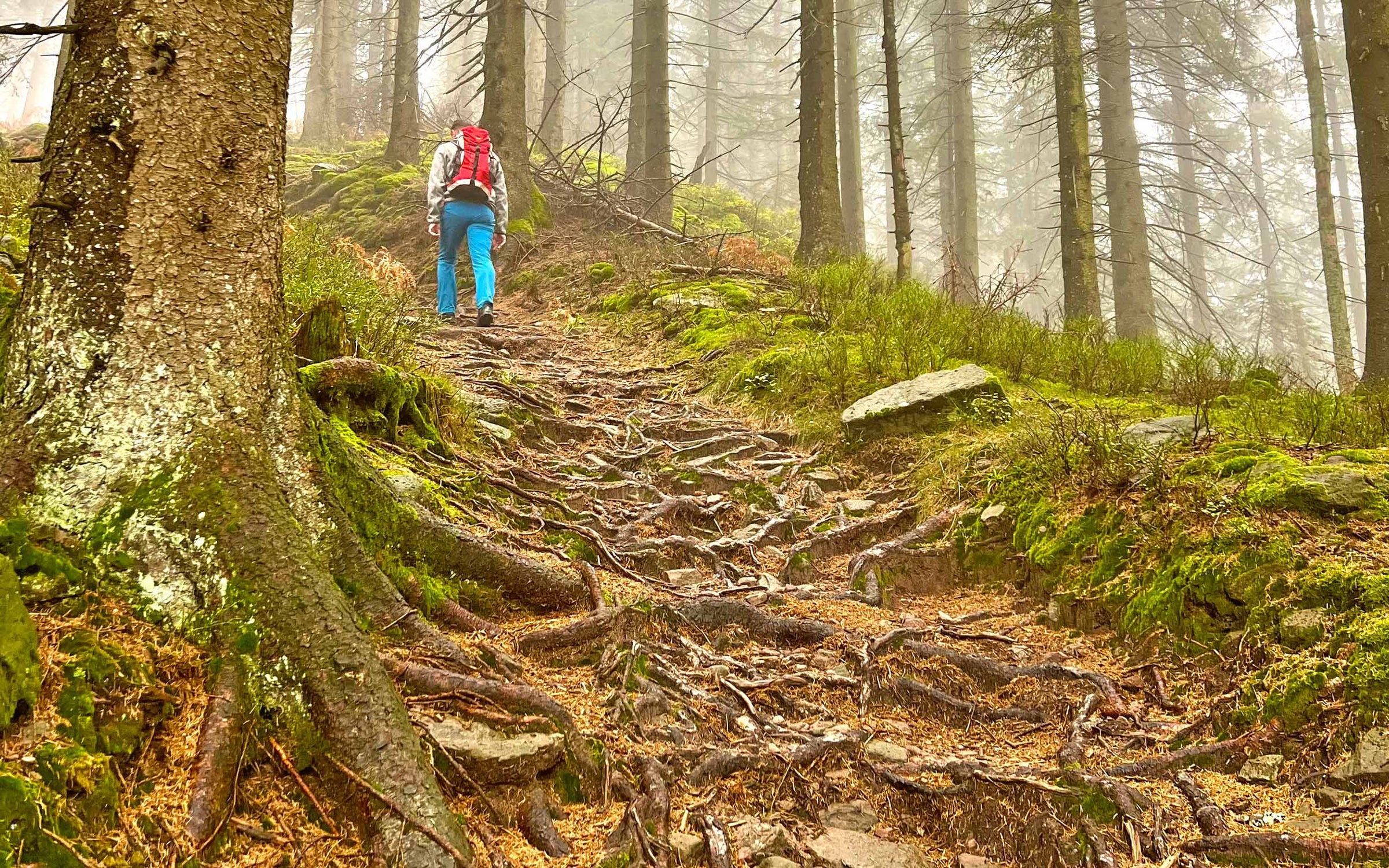 Mann, der einen steilen Waldweg mit Wurzeln hoch läuft